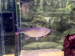 Megalops cyprinoides