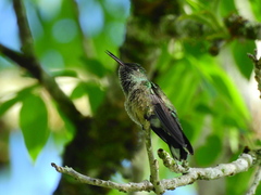 Phaeochroa cuvierii