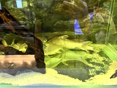 Hypsibarbus wetmorei