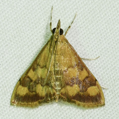 Pyrausta phoenicealis