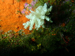 Pseudonephthea liltvedi