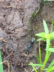 Bothroponera sulcata