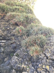 Fascicularia bicolor