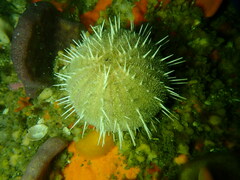 Echinus gilchristi