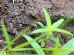 Bothroponera sulcata