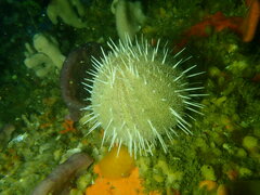 Echinus gilchristi