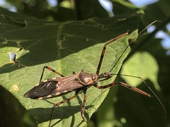 Zelus grassans