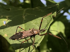 Zelus grassans