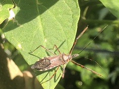 Zelus grassans