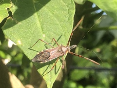 Zelus grassans