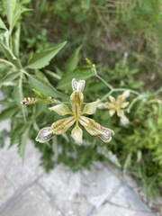 Iris dichotoma