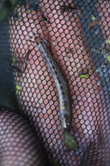 Cobitis taenia