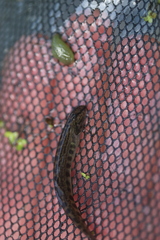 Cobitis taenia