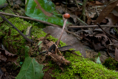 Paraisaria amazonica