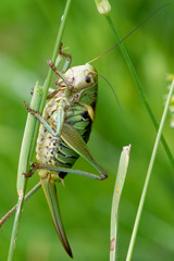 Psorodonotus fieberi