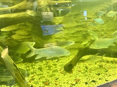 Tor tambroides