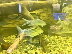 Tor tambroides