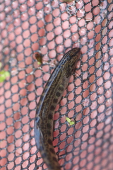 Cobitis taenia