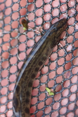 Cobitis taenia