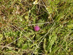 Cirsium acaule