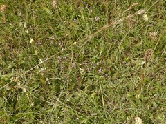 Thymus praecox polytrichus