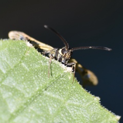 Synanthedon bibionipennis