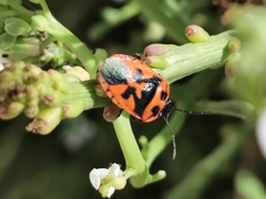 Eurydema spectabilis