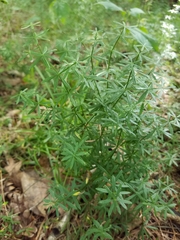 Galium concinnum