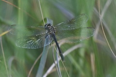 Erythrodiplax berenice