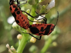 Eurydema spectabilis