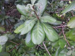 Synsepalum pobeguinianum