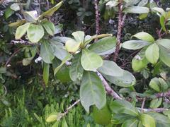 Synsepalum pobeguinianum