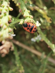 Eurydema spectabilis