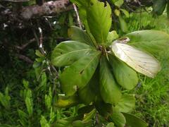 Synsepalum pobeguinianum