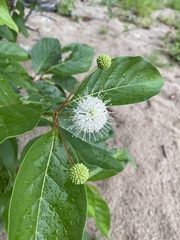 Cephalanthus occidentalis
