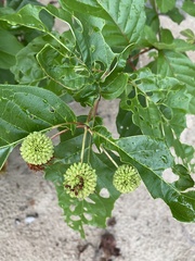 Cephalanthus occidentalis
