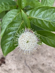 Cephalanthus occidentalis
