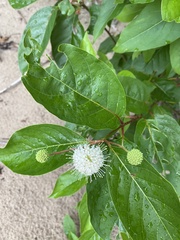 Cephalanthus occidentalis