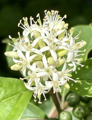 Cornus sanguinea