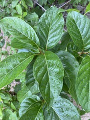 Cephalanthus occidentalis
