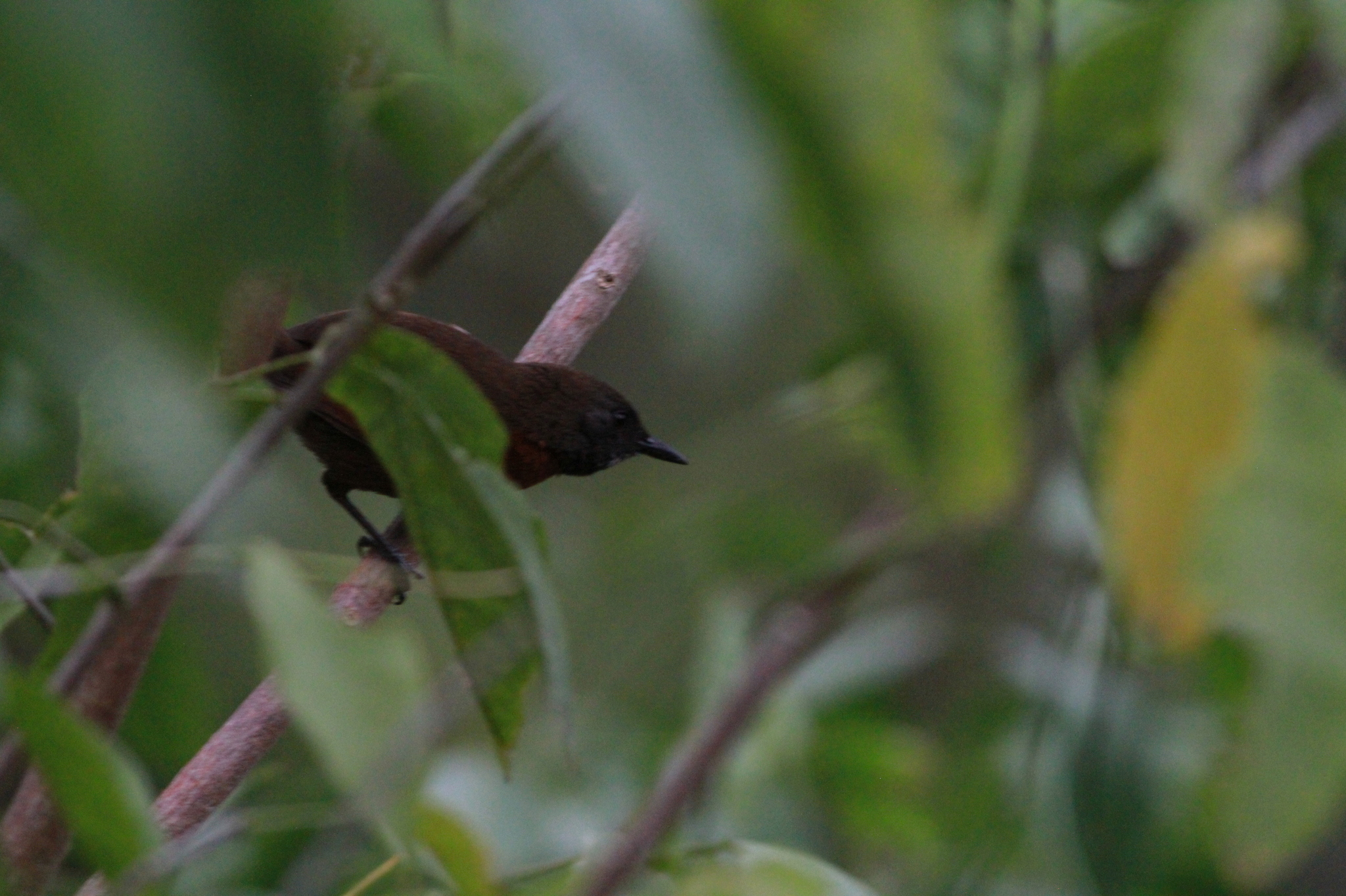 Rufous-breasted Spinetail illustration