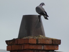 Columba oenas