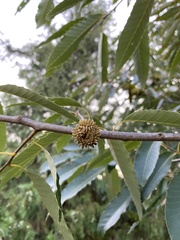 Quercus variabilis