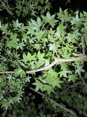 Acer truncatum