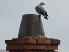 Columba oenas