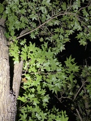 Acer truncatum