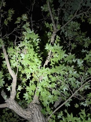 Acer truncatum
