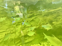 Barbonymus schwanefeldii