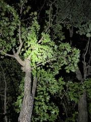 Acer truncatum