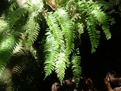 Hymenasplenium pubirhizoma